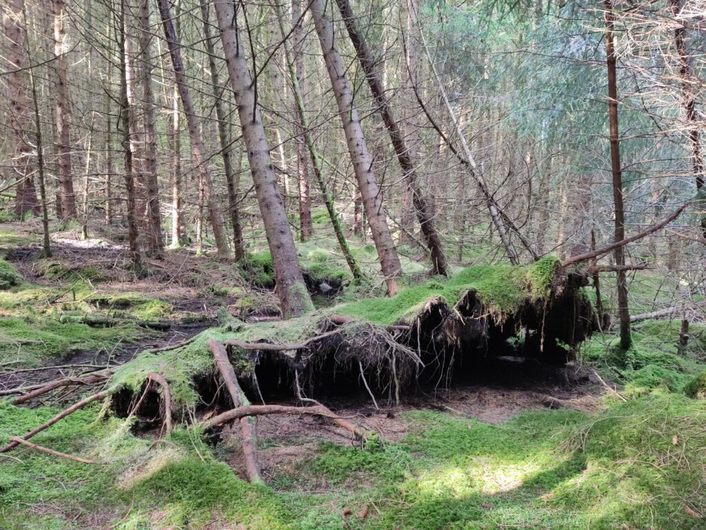 Three trees that have fallen in a storm, complete with impressive (but flat) roots.