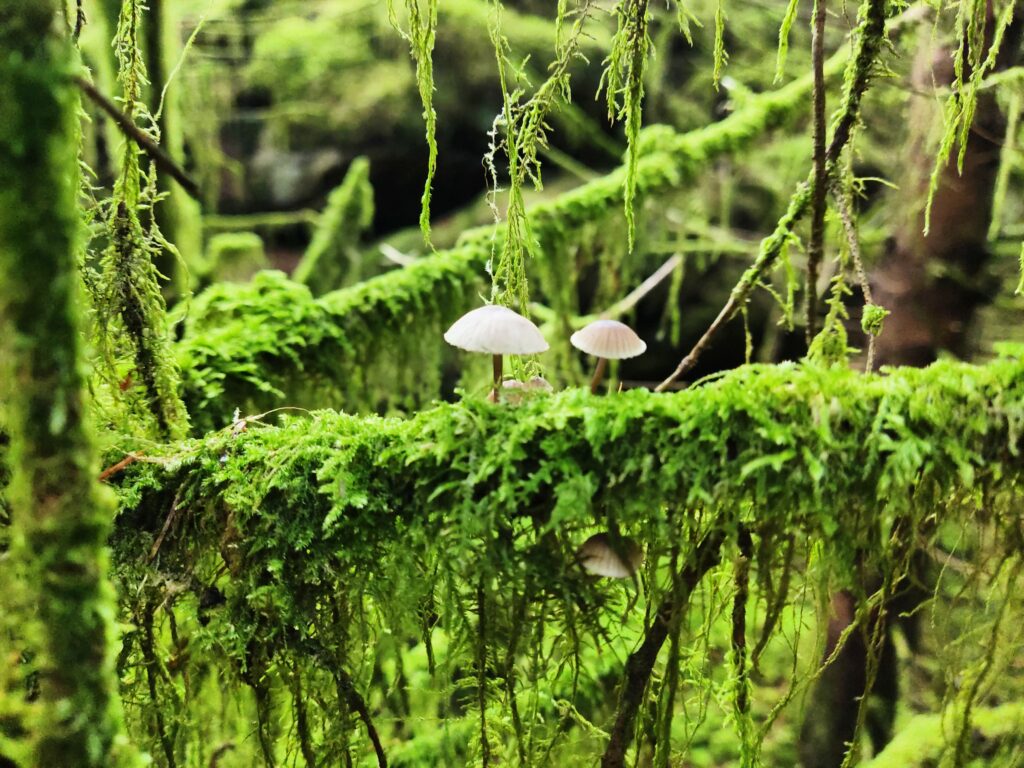 2 mushrooms growing on a tree twig full of moss.