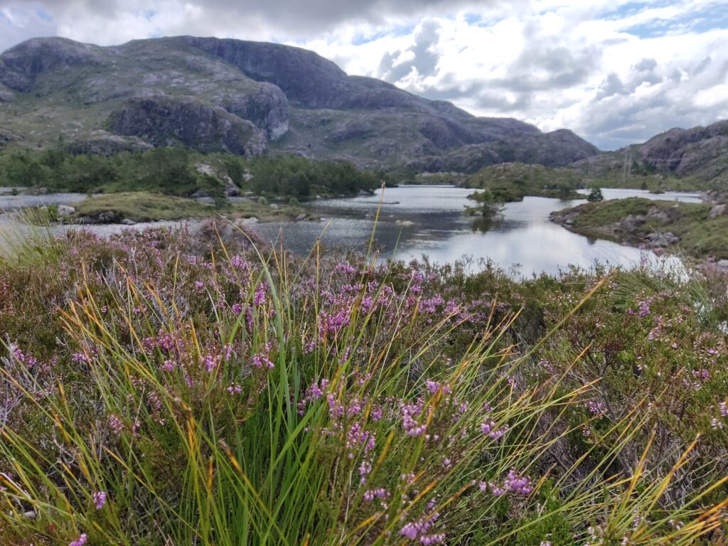 A lake with the Eldsfjellet peak behind and some heather in the foreground