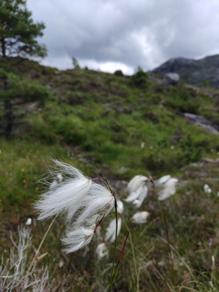 A cotton-wooly lookalike plant, whith unfocused Norwegian mountains in the background.
